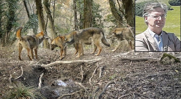 Vitelli uccisi dai lupi, il presidente del parco: «Pronti con le fototrappole. I collari? Vedremo»