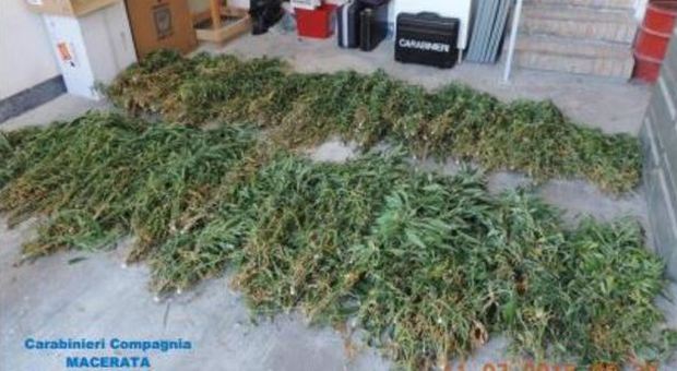 Pollenza, un bosco coltivato a cannabis Sequestrati 18 chili di stupefacente