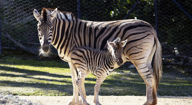 Parco Zoo, fiocco azzurro: il nome della baby zebra sarà scelto su Facebook