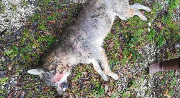Fermo, i lupi scendono a valle: esemplare travolto e ucciso da un'auto