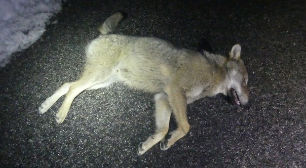 Branco di lupi travolto nel Parco dei Sibillini: due sono morti ed una ferita. Appello del presidente: «Andate piano»