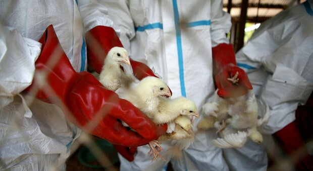 Influenza aviaria, allarme in Europa: in Francia soppresso un milione di polli, paura in Spagna