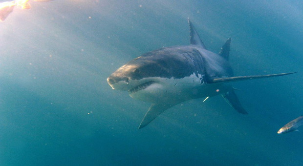 Sub decapitato da uno squalo bianco lungo 19 metri. Il racconto choc del pescatore che ha assistito alla tragedia