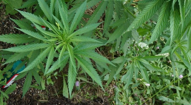 Dietro la finta parete una serra con 30 piante di marijuana: denunciato pusher 35enne col pollice verde
