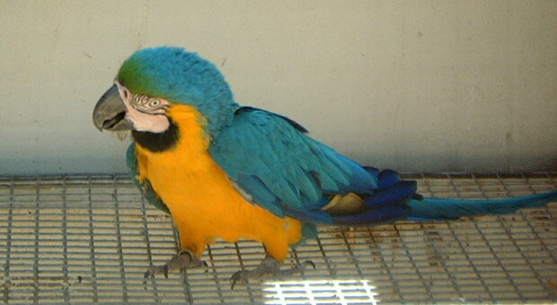 Un pappagallo in una foto d'archivio