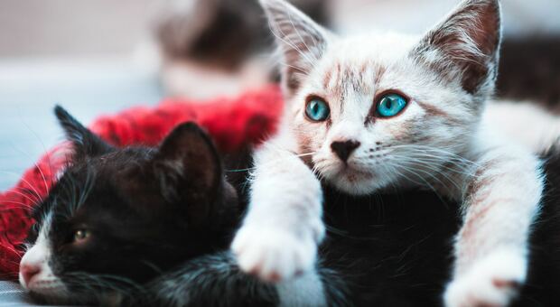 Giornata Nazionale del gatto, i 10 consigli dei veterinari: dall'alimentazione ai viaggi, ecco come comportarsi
