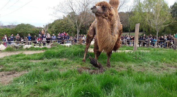 Un nuovo cammello per il Parco zoo di Falconara