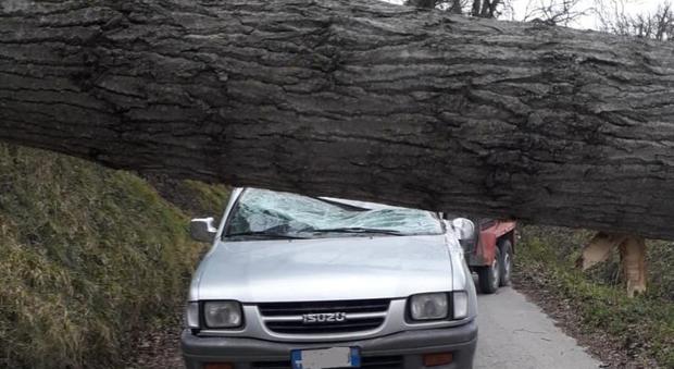 San Severino, tempesta di vento: un grosso albero si abbatte su un'auto, ferito il conducente