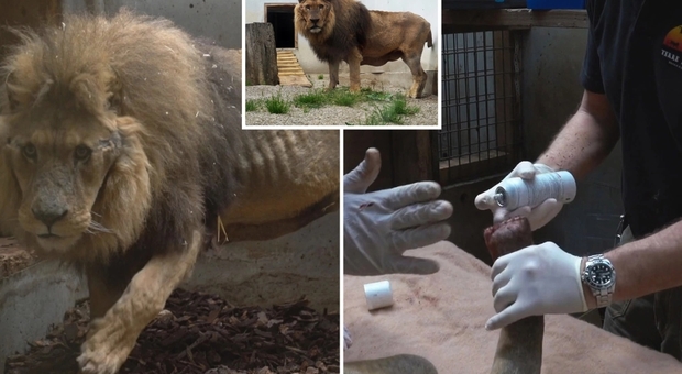 Denti tagliati, artigli estratti e malnutrito: salvato dal circo il leone Jon