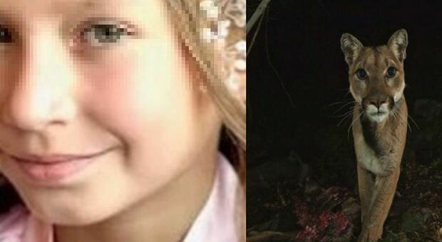 Bimba di 9 anni sbranata da un puma mentre gioca a nascondino in un bosco: gravissima