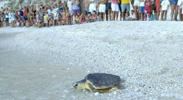 Il rilascio di una tartaruga