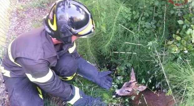 Serra San Quirico, cucciolo di cervo finito in un canale soccorso dai pompieri