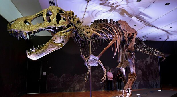 Scheletro di T-Rex gigante in vendita, l'asta da record di Christie's. Ecco quanto costa