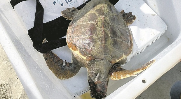 Carolina più forte della cecità: torna a solcare il mare la tartaruga curata e liberata