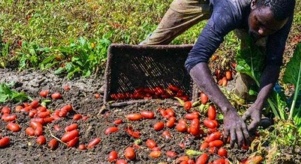 Cia Agricoltori e il cammino pieno di ostacoli per le imprese: «Manca la manodopera nei campi, si rischia di vanificare i raccolti»