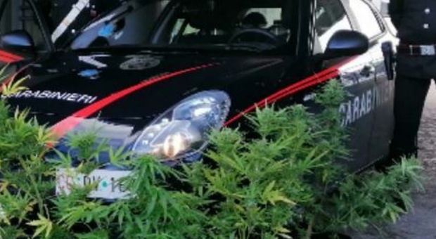 Fermato senza patente, fa un errore incredibile: mostra agli agenti la foto di una piantagione di cannabis