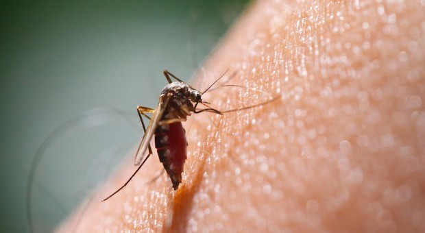 Zanzare, cresce l'allarme per il virus che fa scoppiare il cervello: «Si è esteso»