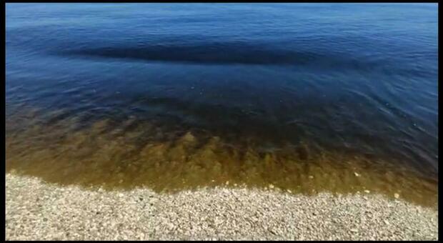 Sos acqua marrone sulla spiaggia di Senigallia e Marina di Montemarciano