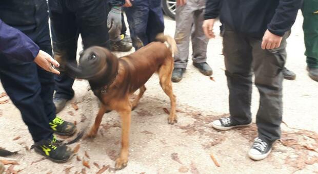 Scattano nelle scuole controlli antidroga: i carabinieri con i cani Bob, One e Kevin all istituto agrario Cecchi