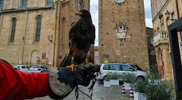 Sant'Elpidio a Mare, il Comune ora ricorre ai falconieri: rapaci per scacciare i piccioni