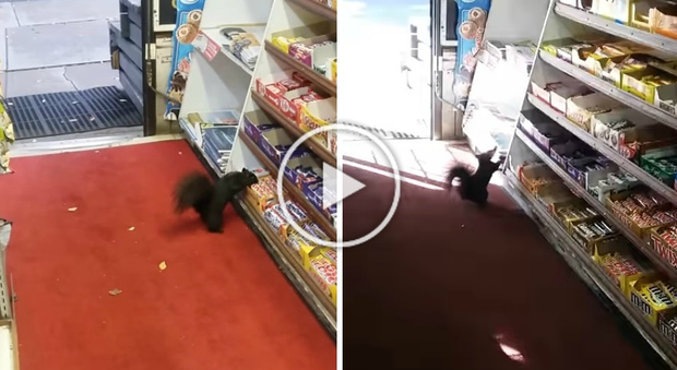 Gli scoiattoli rubano la cioccolata dal negozio: «Aiutatemi, cosa devo fare?»