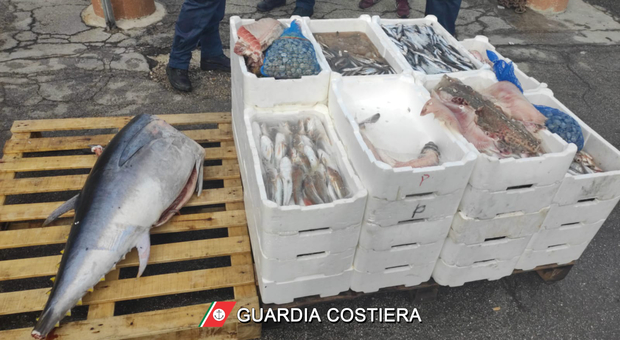 San Benedetto, dai pescherecci ai negozi, la filiera della pesca sotto la lente: sequestri e 21mila euro di multe