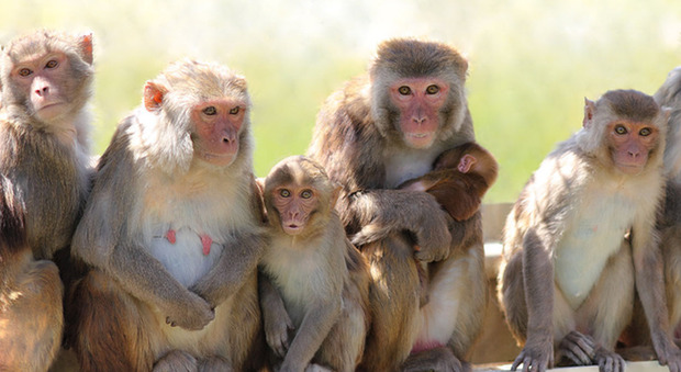Scimmia rapisce e uccide un neonato di un mese: lo ha strappato dalle braccia della mamma