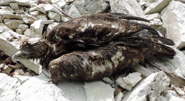 Montefortino, aquila reale trovata morta nel Parco dei Sibillini: è stata presa a fucilate