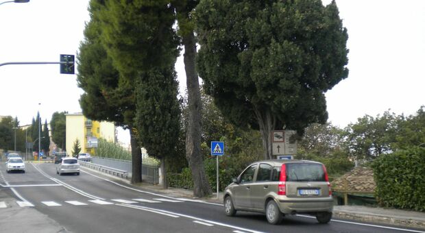 Potature in via Pancalducci, chiude il traffico per 4 giorni: ecco quando inizierà l'intervento