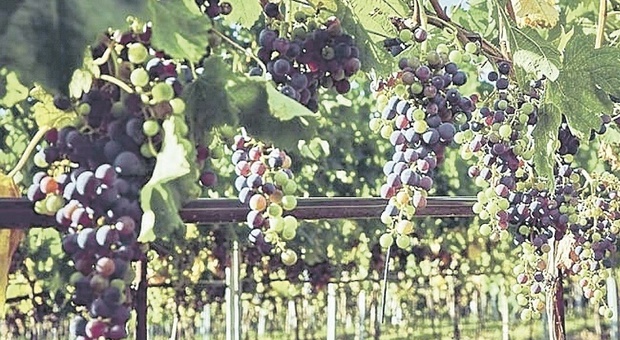 Troppo caldo e poca acqua: a rischio la produzione di vino bianco nel Maceratese