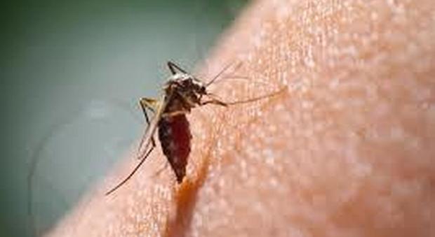 Scienziato spiega perché le zanzare pizzicano solo alcune persone