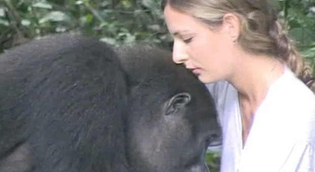 Il gorilla ritrova la padroncina dopo 12 anni il commovente incontro tra Tansy e Djalta