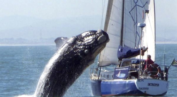 In Nuova Zelanda c'è stato un forte scontro tra fra una barca e una balena che ha causato gravi conseguenze: ecco quali