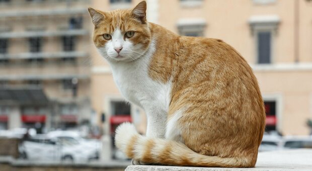 Covid, variante inglese scoperta su un gatto: contagiato dai proprietari, è il primo caso in Italia