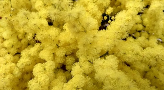La mimosa delle vip marchigiane: «Tante conquiste, ma ancora non basta»