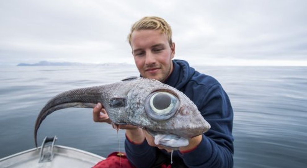 Norvegese Cattura Un Pesce Alieno Mai Visto Niente Del Genere Ecco Cos E