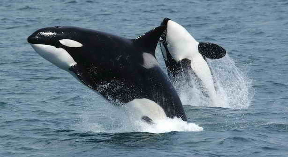 La commovente storia dell'orca e del cucciolo