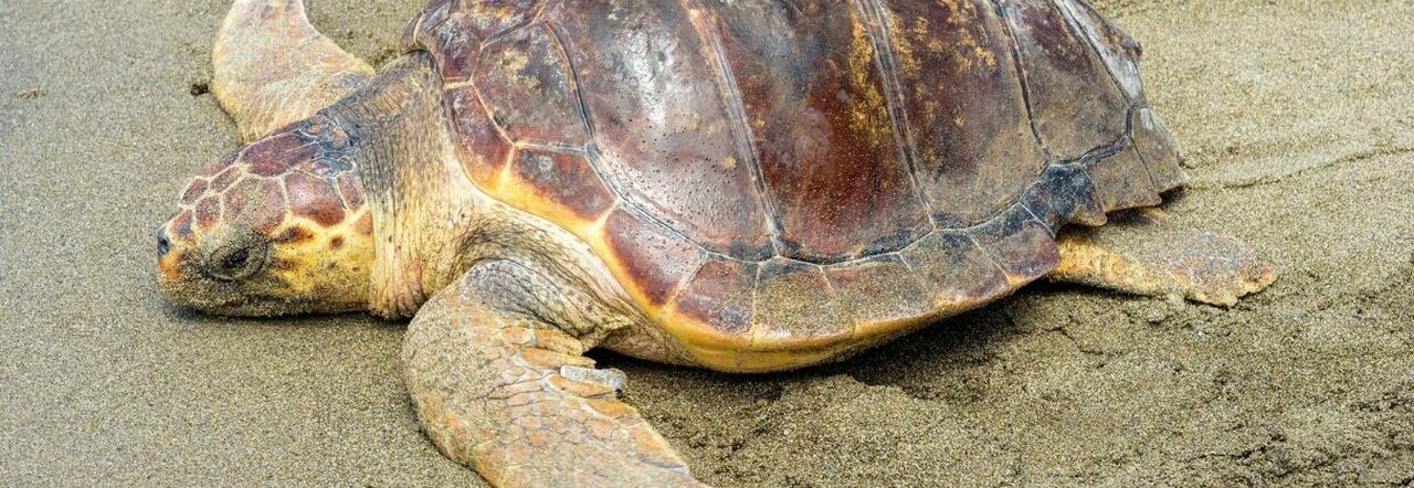 Tartaruga caretta caretta salvata dopo la mareggiata