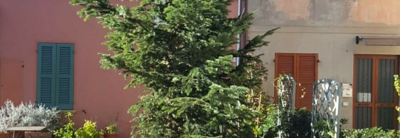 L'albero di Natale invade un parcheggio a Vallefoglia: tagliati i rami fastidiosi. Il Comune sporge denuncia