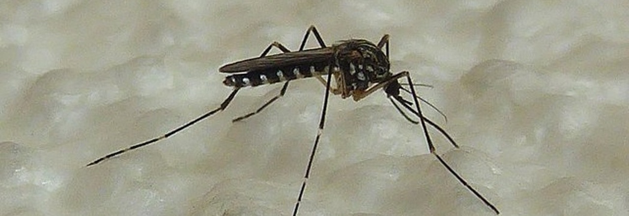 Febbre alta ed esantemi: professoressa contagiata dalla Dengue, la mattia "spacca ossa" trasmessa dalle zanzare